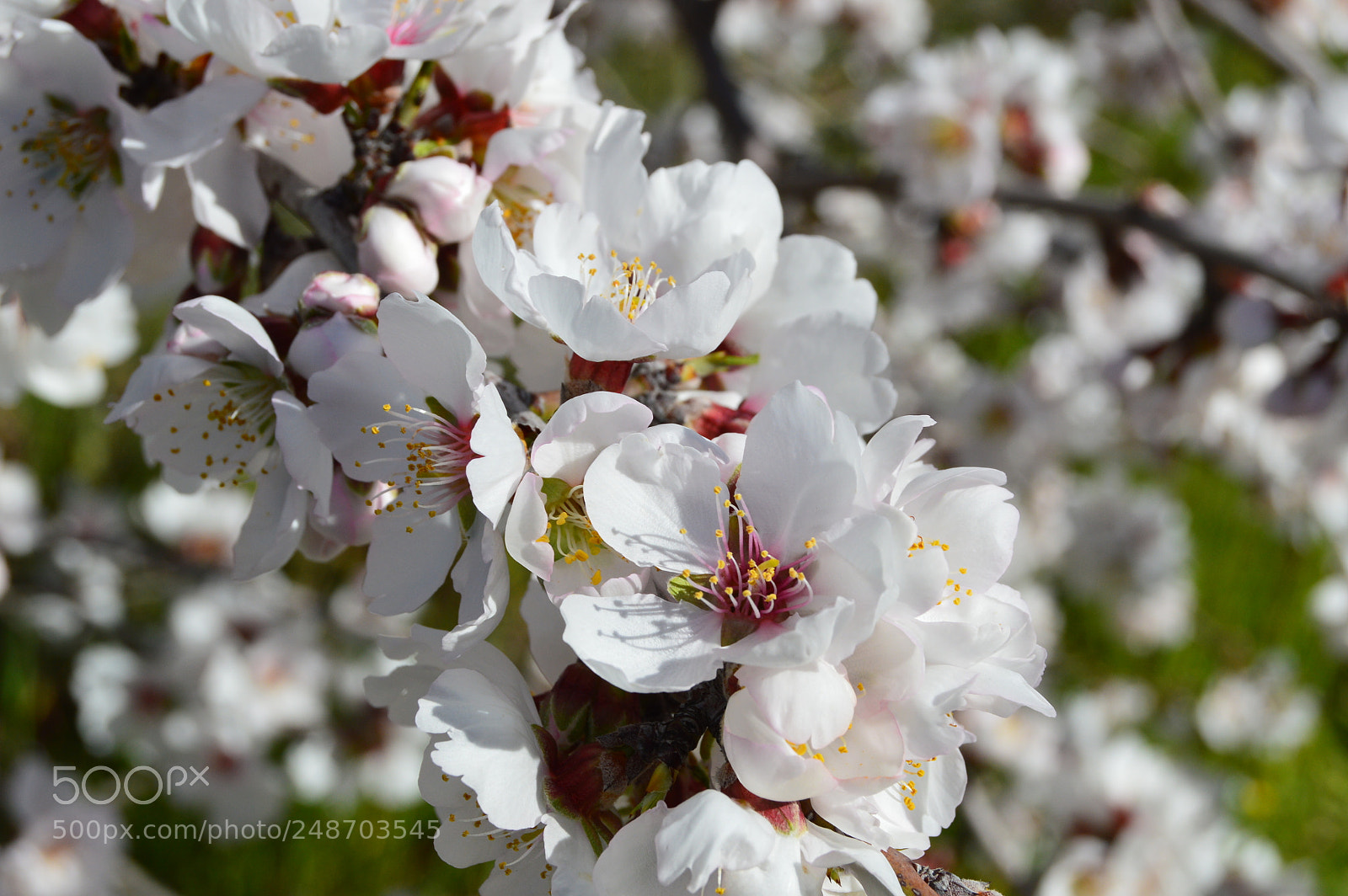 Nikon D3200 sample photo. Flor, amendoal photography