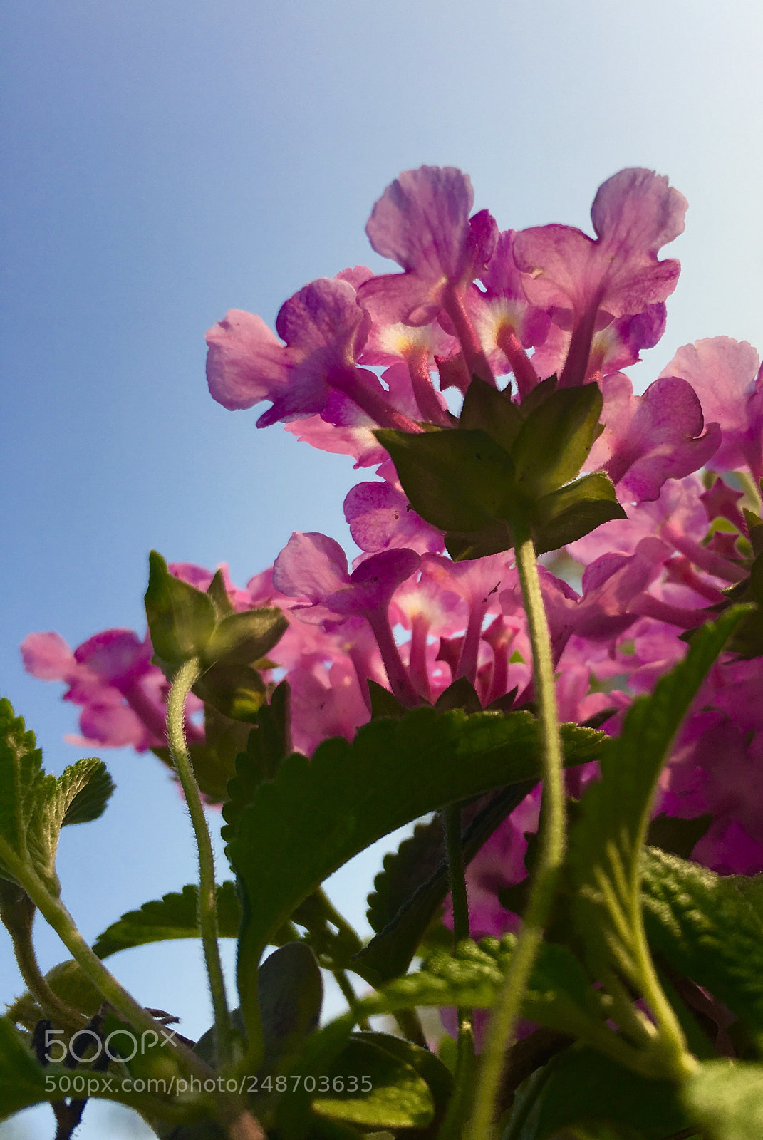 Apple iPhone 6s sample photo. 花 photography