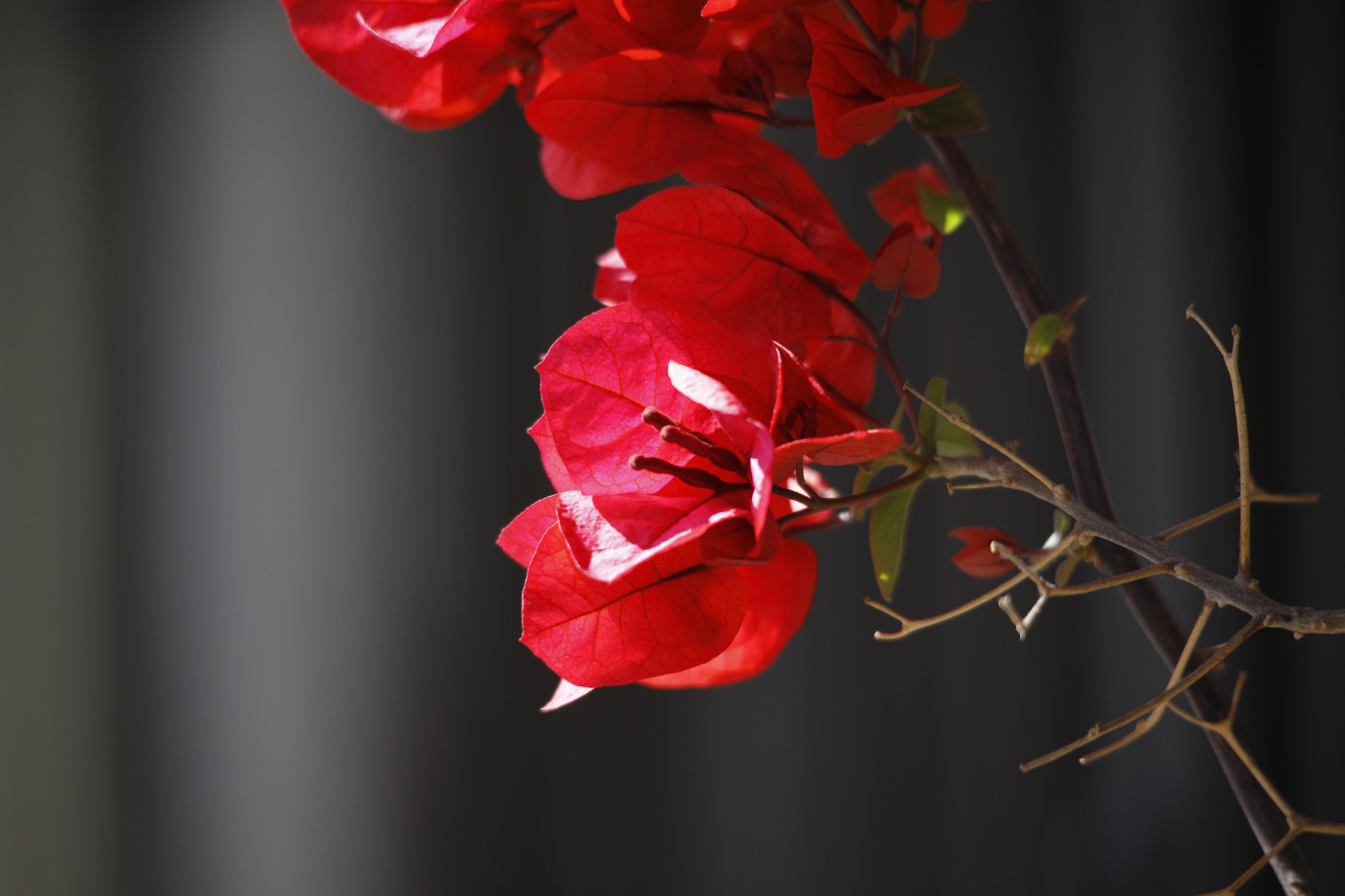 Sigma 150-500mm F5-6.3 DG OS HSM sample photo. Buganvilla photography