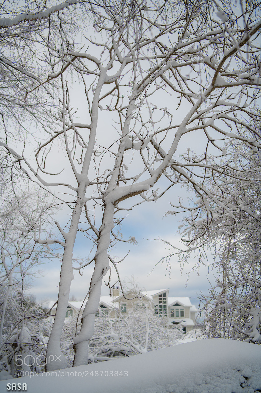Nikon D850 sample photo. After a spring snow photography