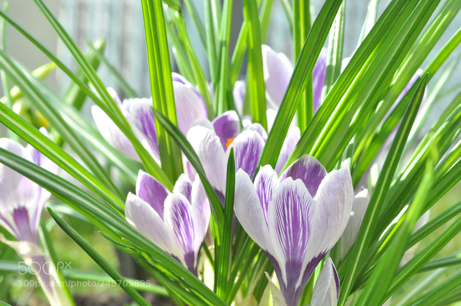 Nikon D5000 sample photo. Crocuses photography