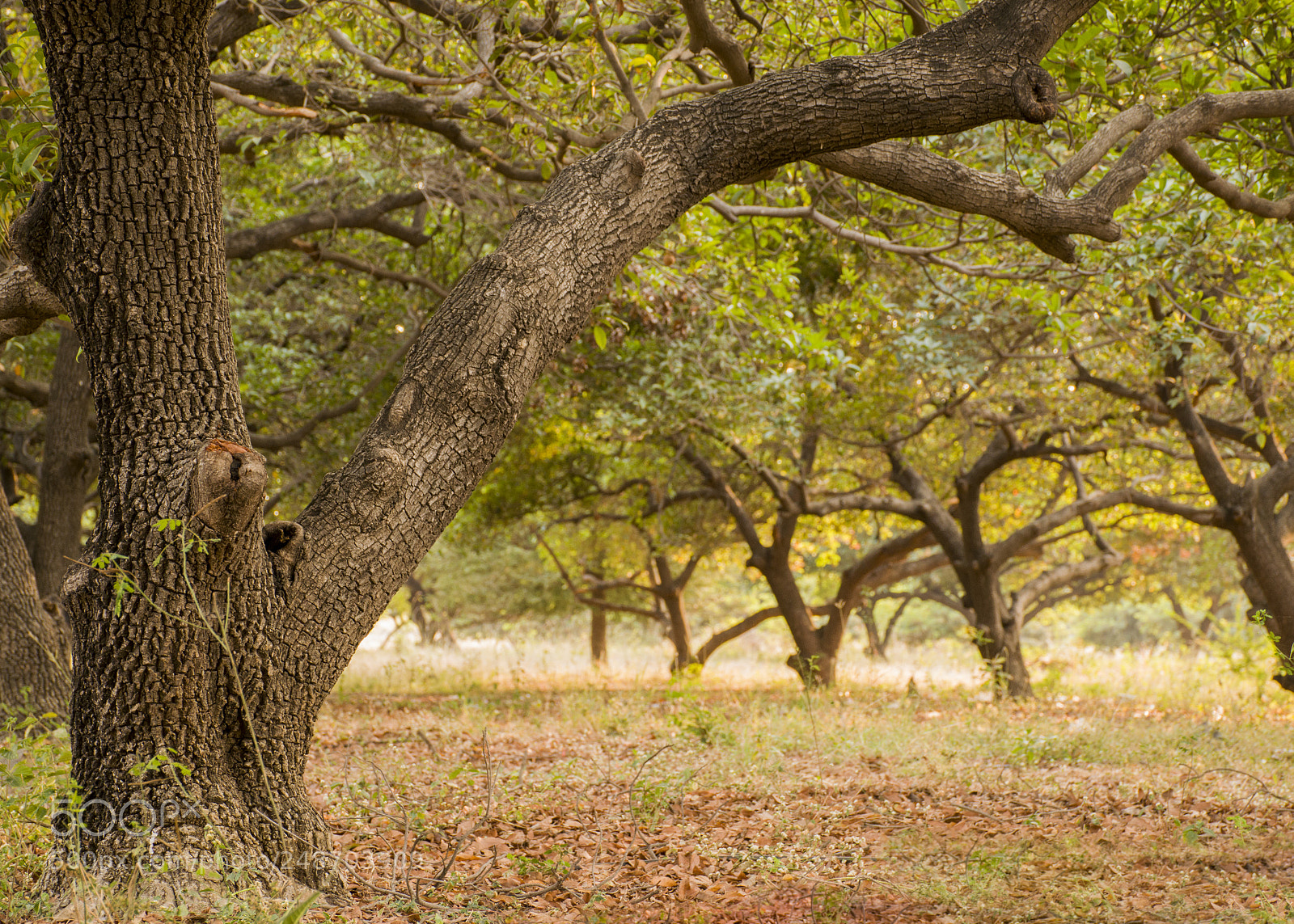 Nikon D5300 sample photo. Nature at its best photography