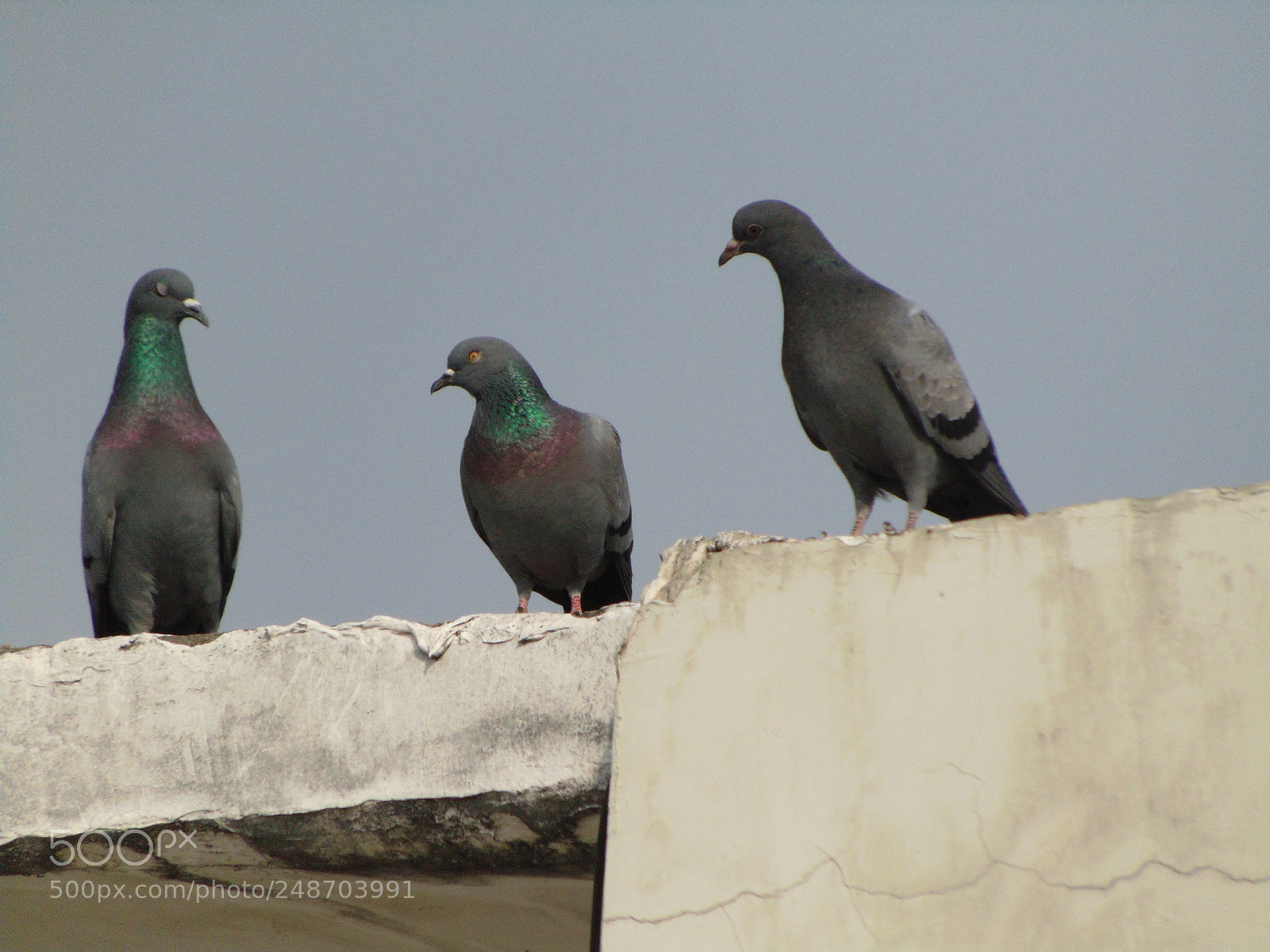 Sony Cyber-shot DSC-H300 sample photo. The rendezvous photography