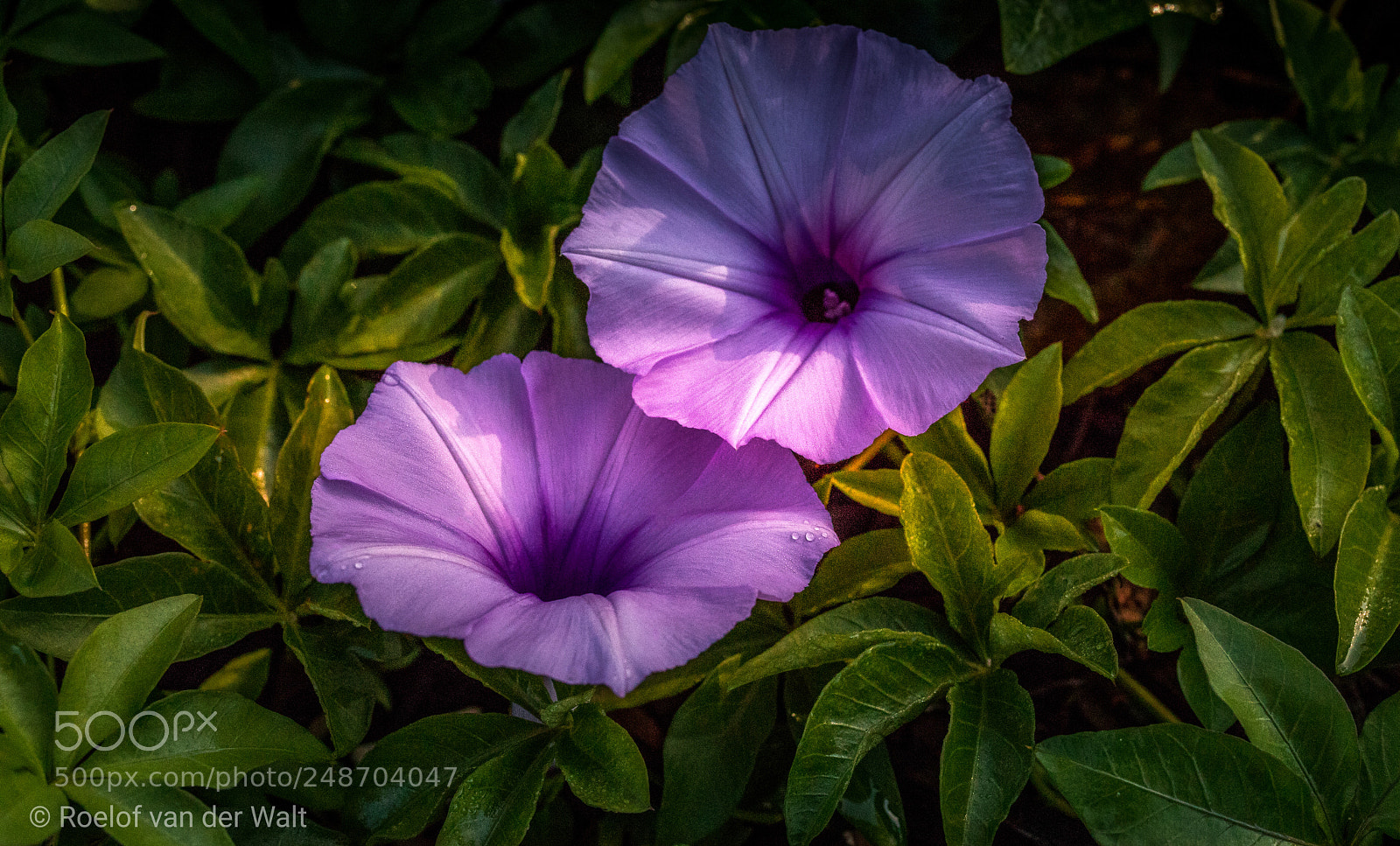 Canon EOS 6D Mark II sample photo. Purple twins photography