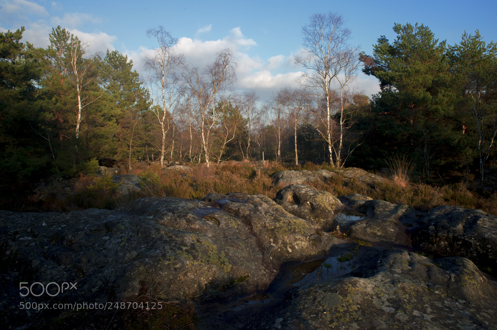 Nikon Df sample photo. Fontainebleau - viii photography