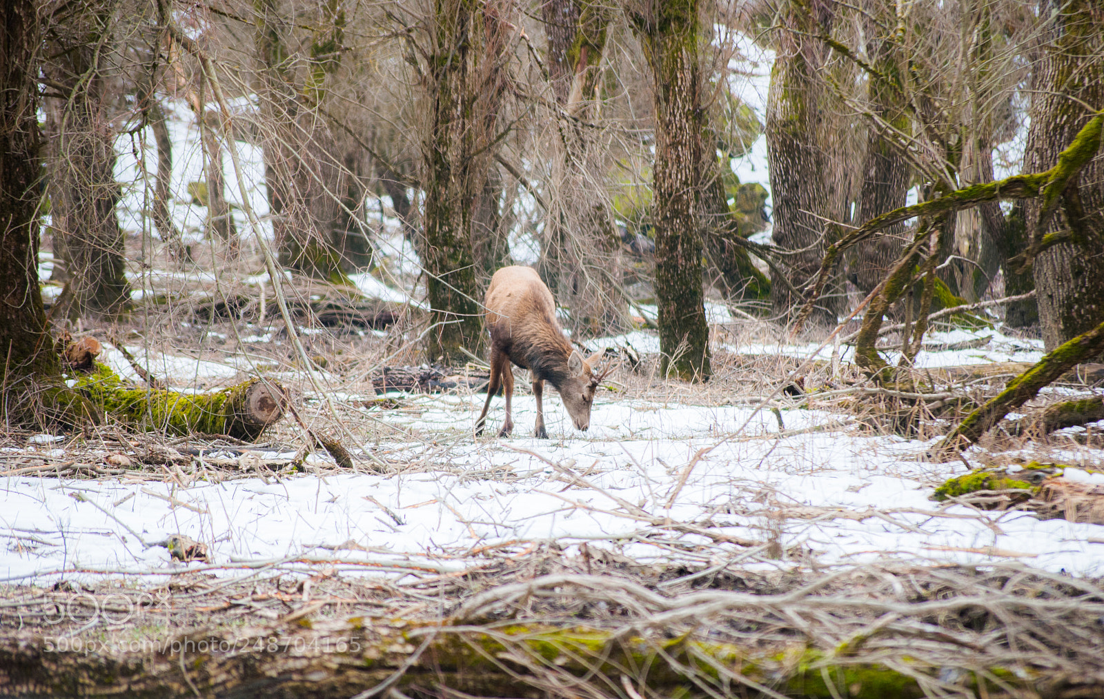 Nikon D80 sample photo. Solo, nel bosco photography