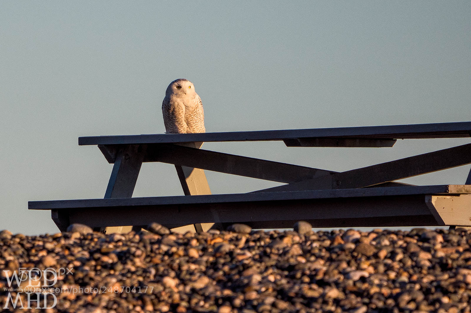 Sony a7R III sample photo. Snowy owl in marblehead photography