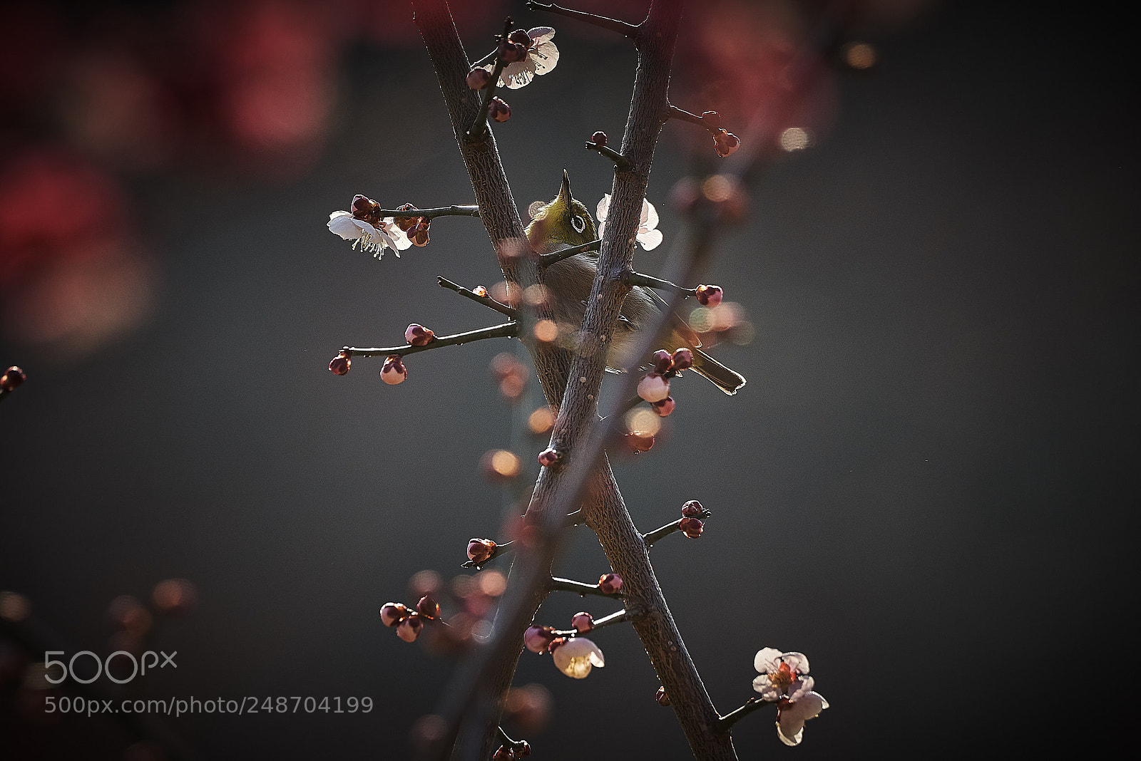 Sony a99 II sample photo. Spring x photography