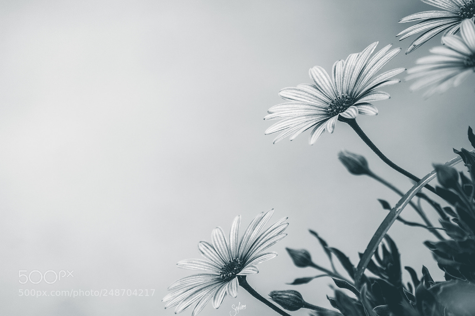 Canon EOS 50D sample photo. A fairy tale photography