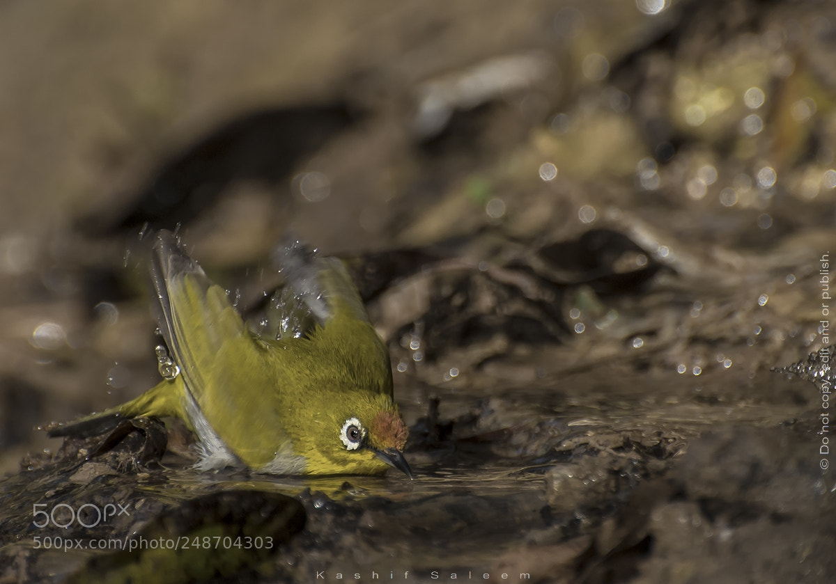 Nikon D7200 sample photo. Oriental white-eye photography