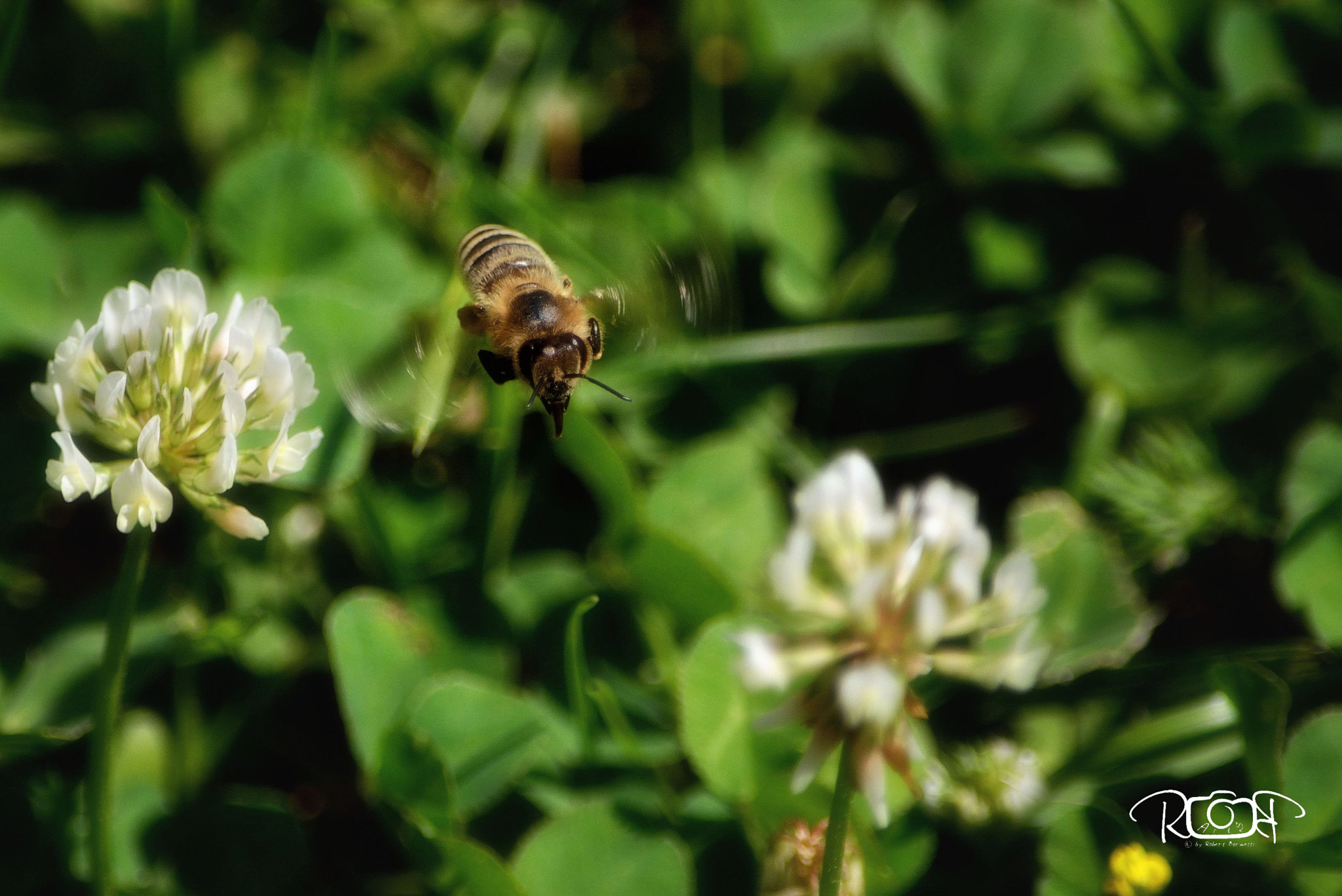 Nikon D5200 sample photo. Honeybee photography