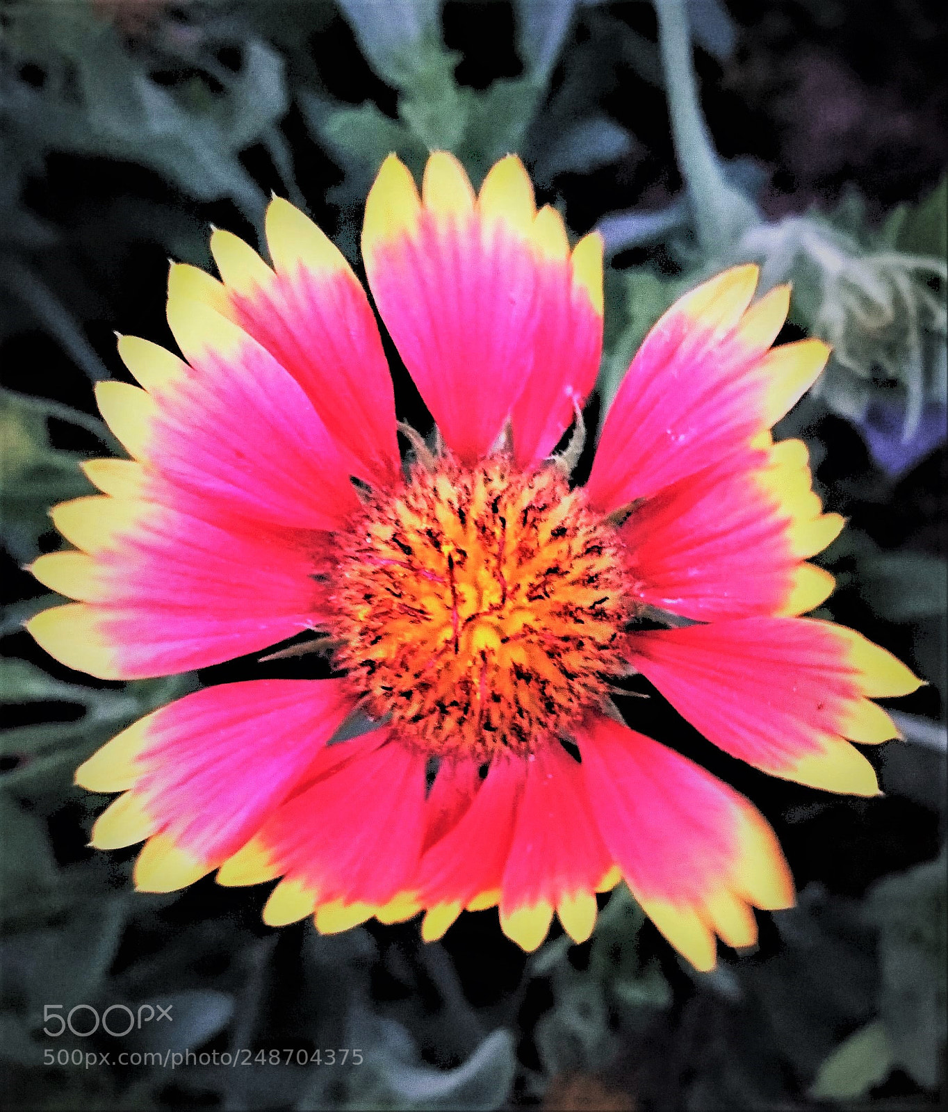 Sony Xperia Z5 sample photo. Indian blanket [a] photography