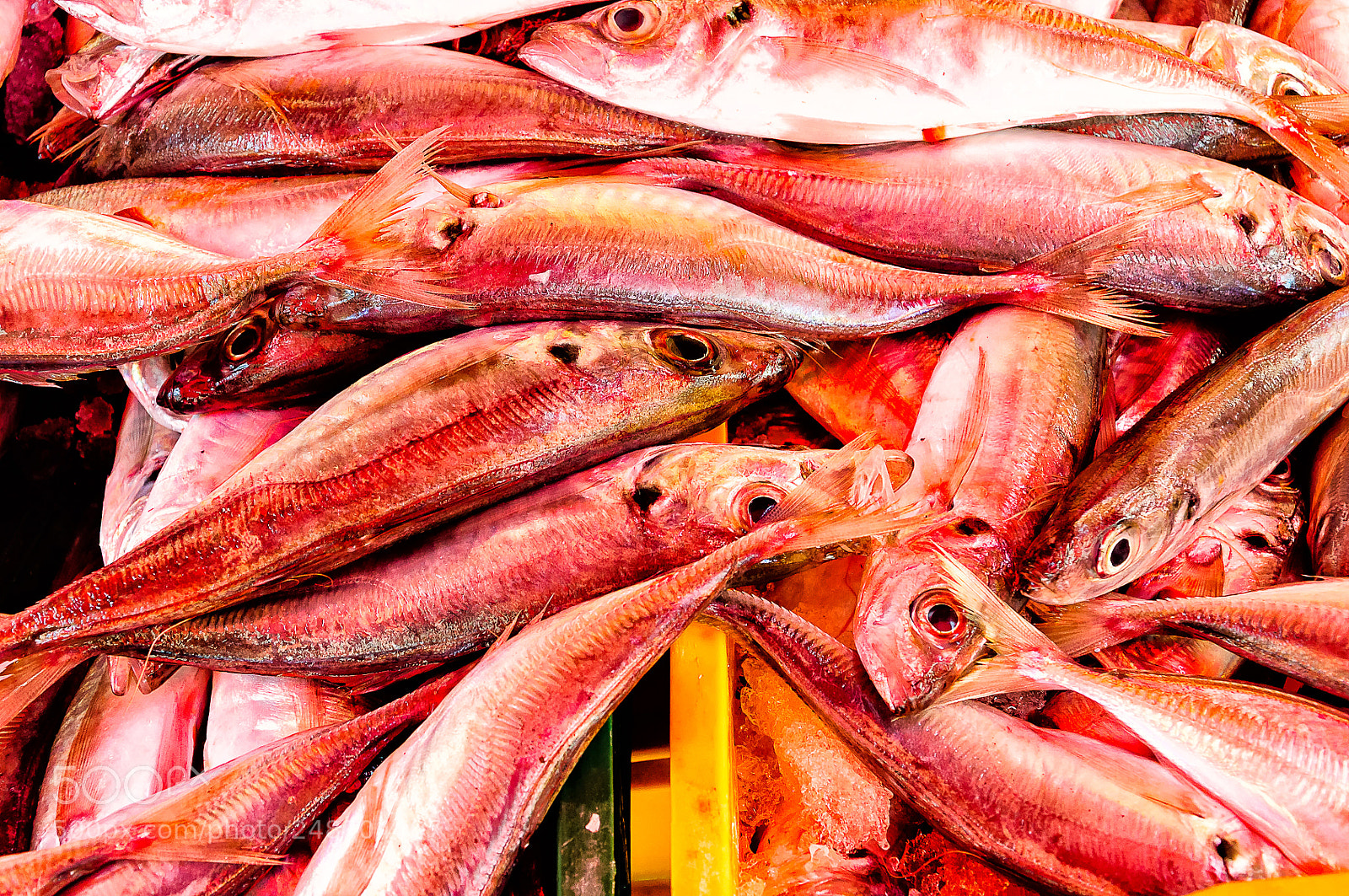 Nikon D90 sample photo. Fish photography