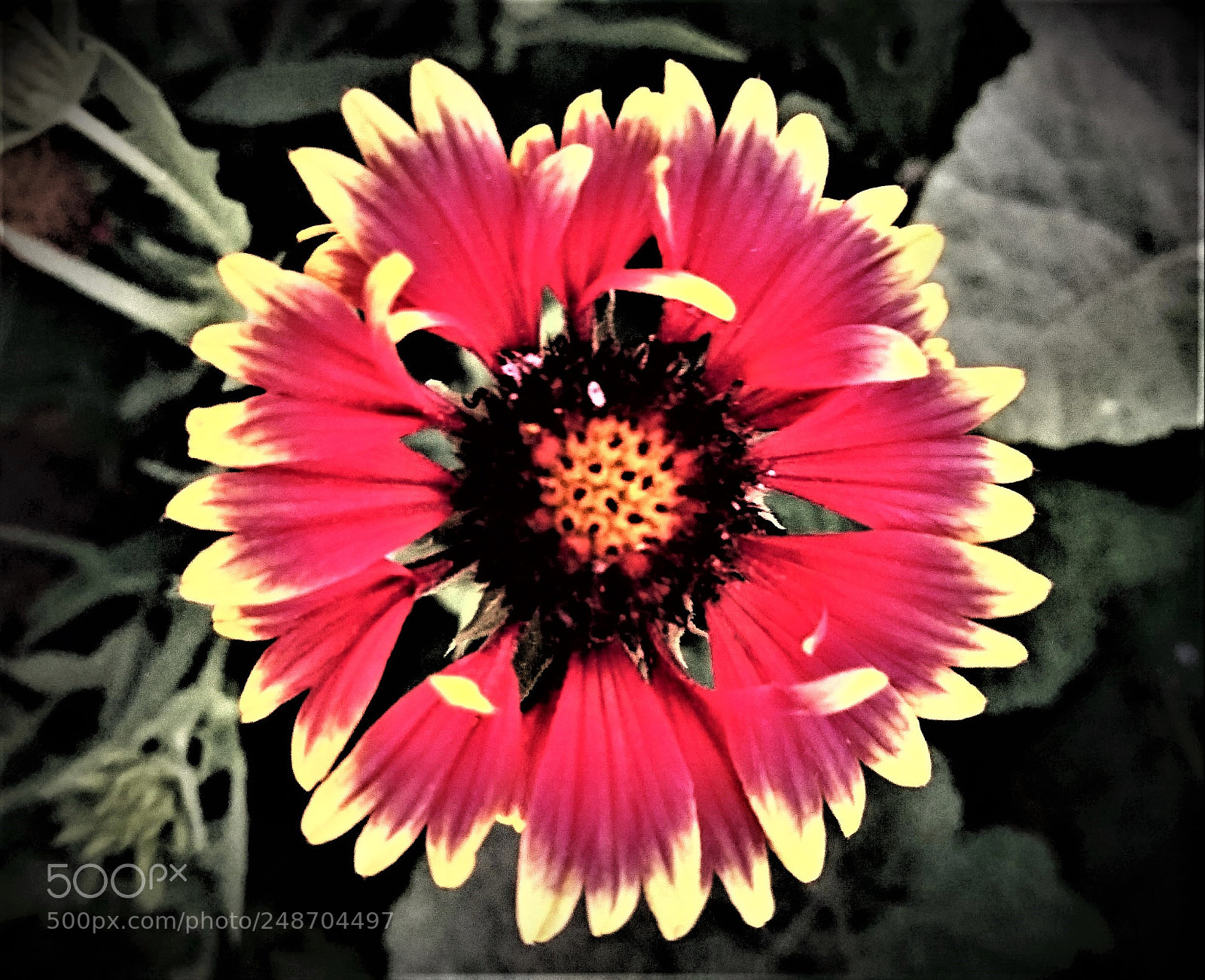 Sony Xperia Z5 sample photo. Indian blanket [b] photography