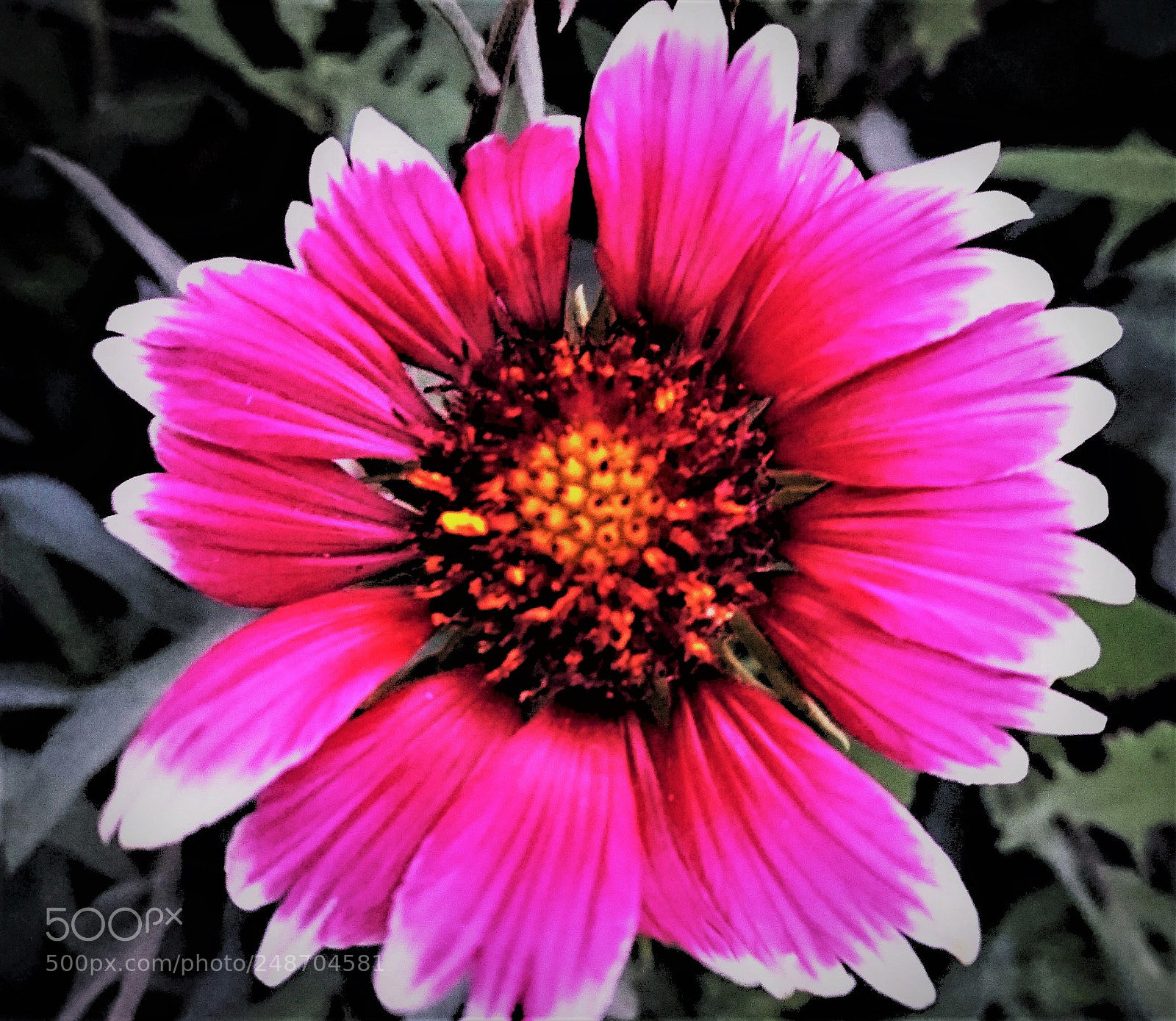 Sony Xperia Z5 sample photo. Indian blanket [c] photography