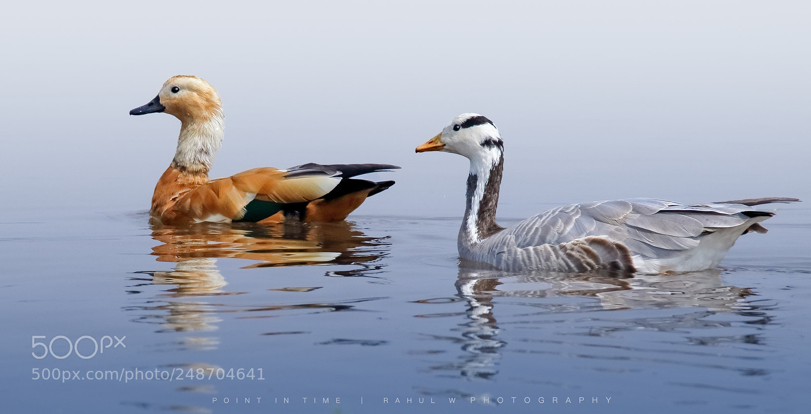 Canon EOS 7D Mark II sample photo. Ruddy shelduck and bar photography
