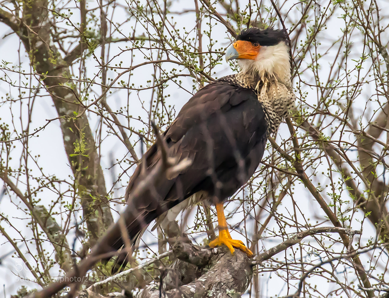 Canon EOS 7D Mark II sample photo. Northern crested caracara photography