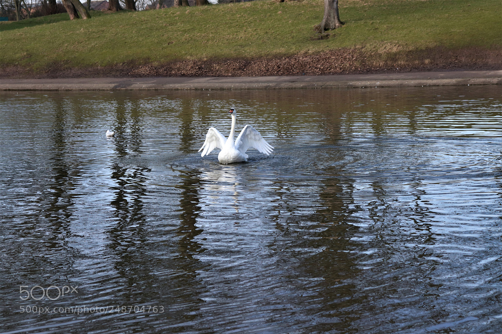 Canon EOS 200D (EOS Rebel SL2 / EOS Kiss X9) sample photo. Swan photography