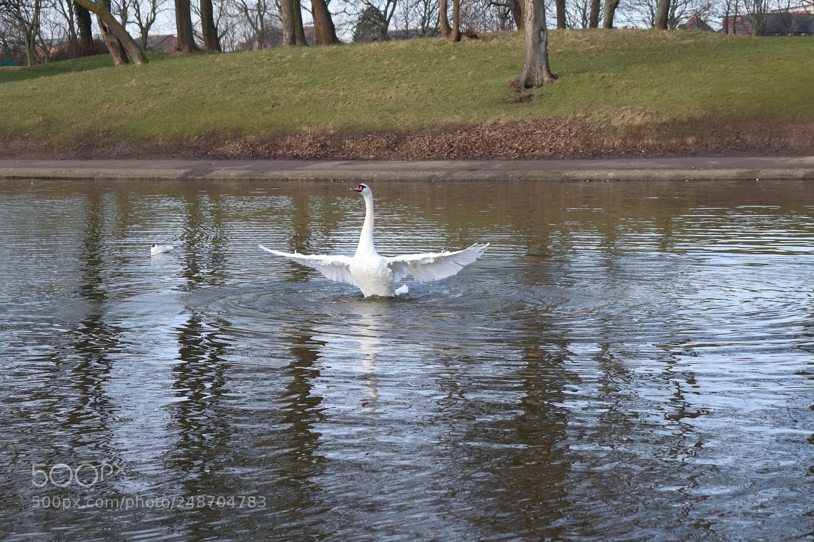 Canon EOS 200D (EOS Rebel SL2 / EOS Kiss X9) sample photo. Swan photography