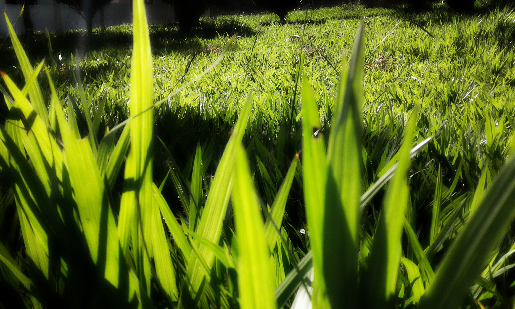 Samsung Galaxy J1(2016) sample photo
