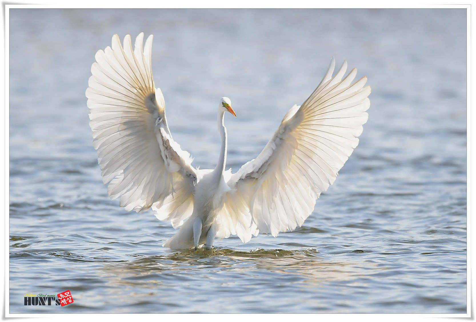 Nikon D5 sample photo. White heron photography