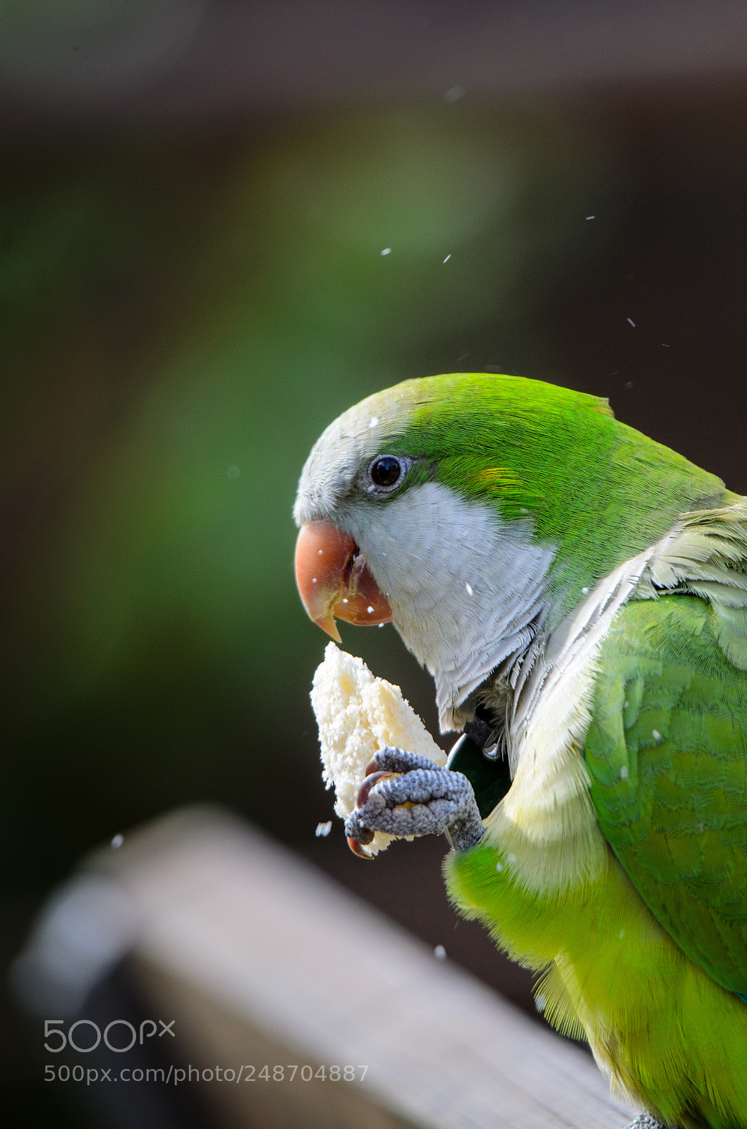 Nikon D5100 sample photo. Monk parakeet photography