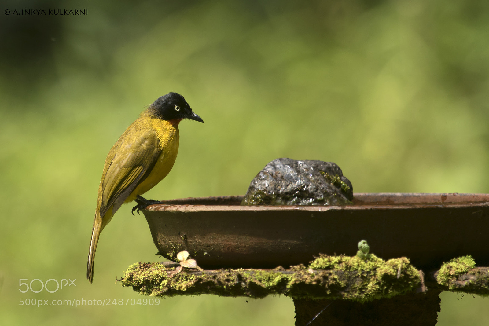 Canon EOS 7D Mark II sample photo. Flame throated bulbul photography