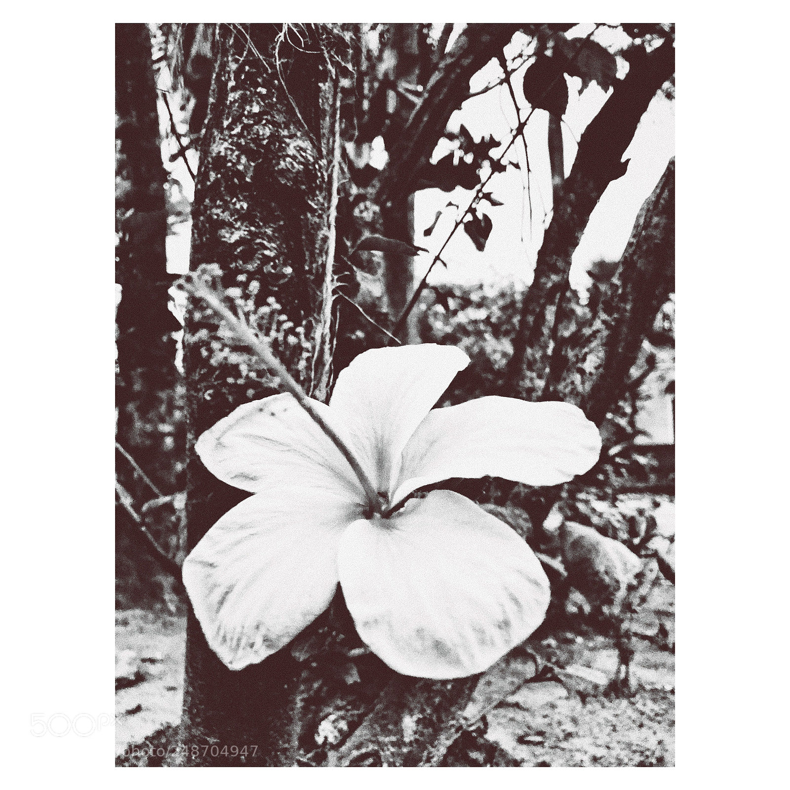 Apple iPhone 8 sample photo. Hibiscus photography