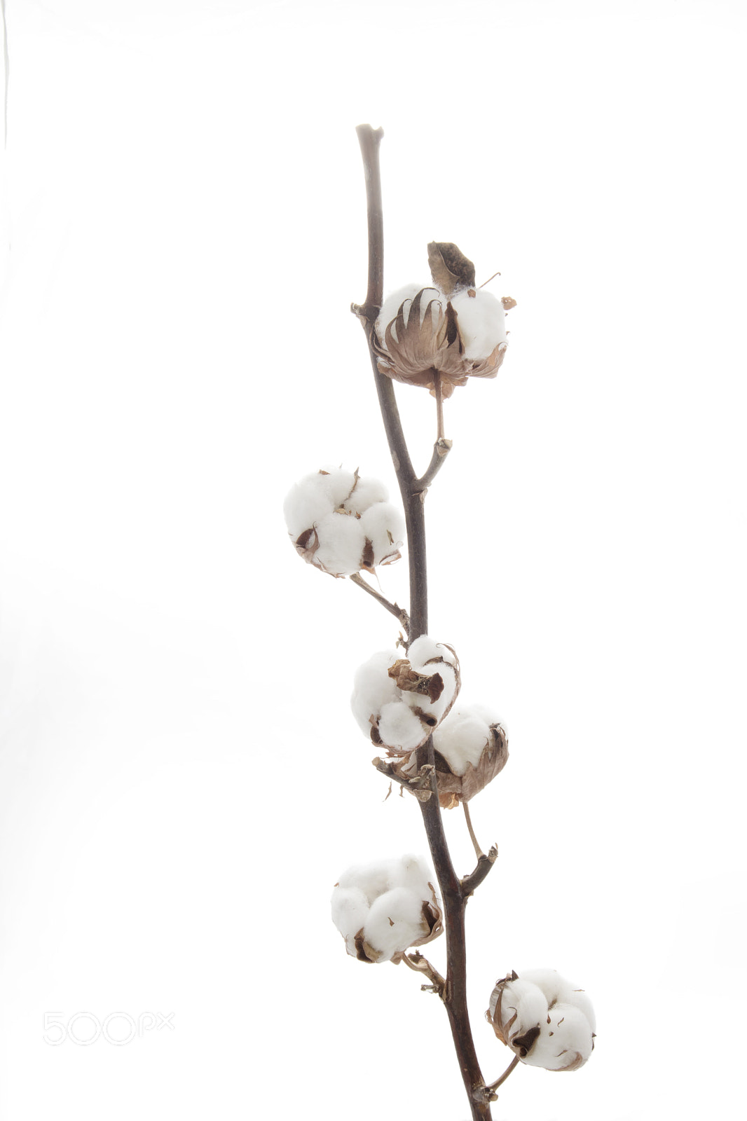 Canon EOS M5 sample photo. The branch with cotton photography