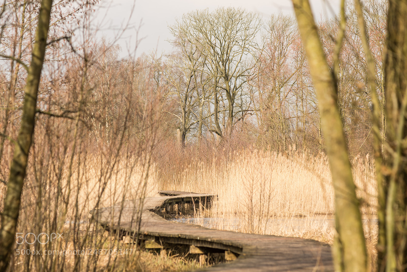 Nikon D610 sample photo. Beekbergerwoud photography