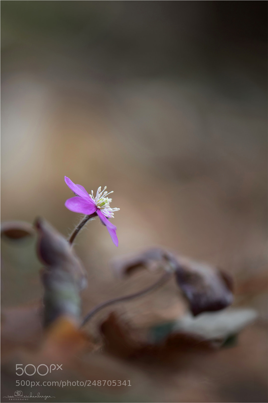 Nikon D850 sample photo. Pink lady photography
