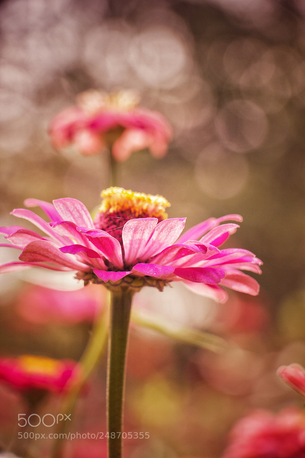 Canon EOS 60D sample photo. Untitled photography