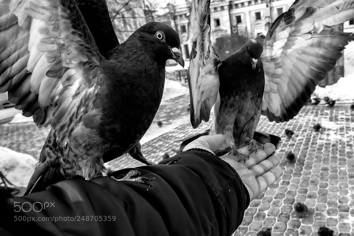 Sony Alpha NEX-5 sample photo. Untitled photography