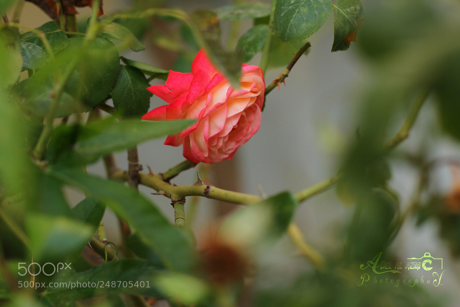 Canon EOS 7D sample photo. Captured in my home photography