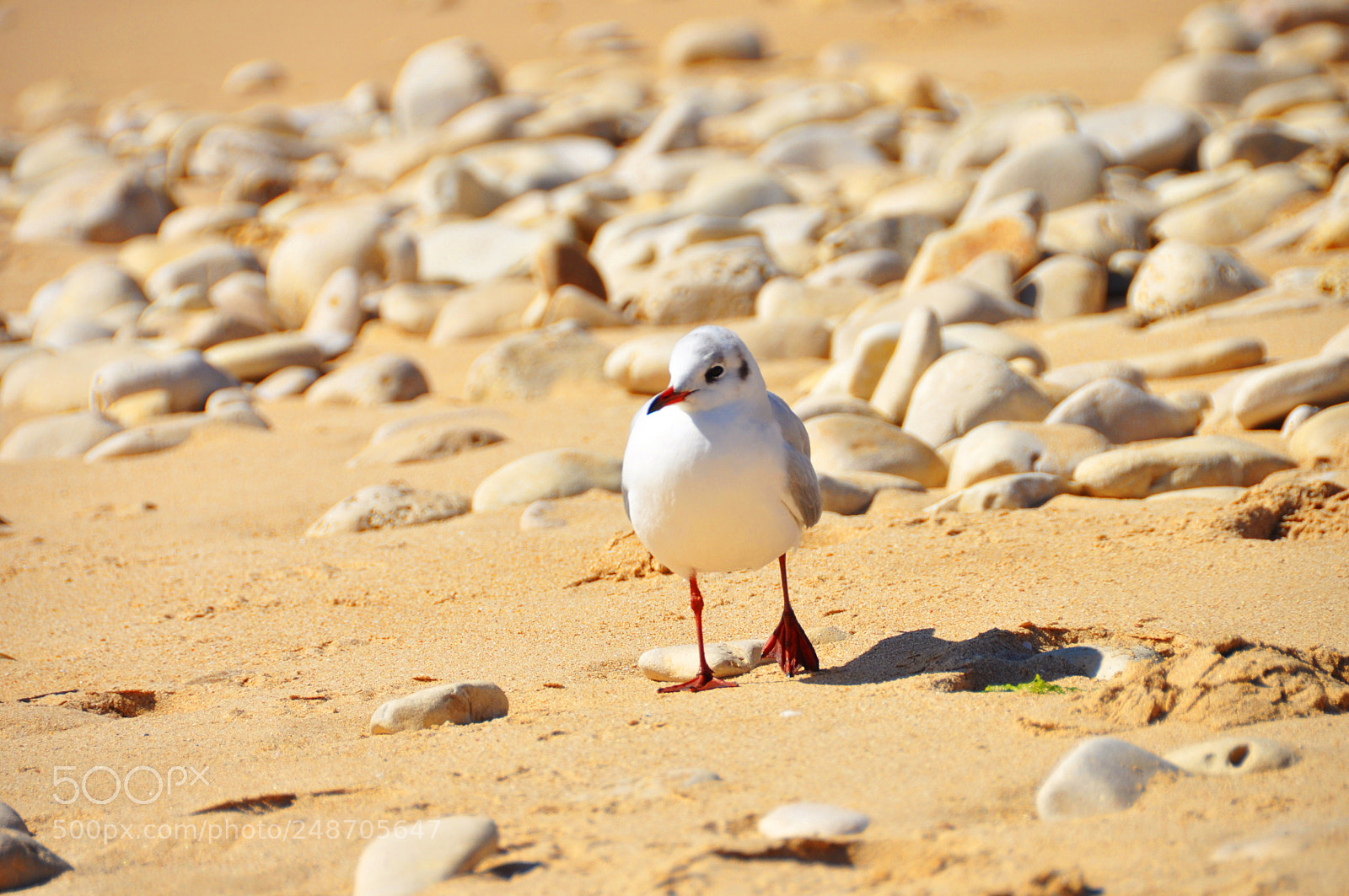 Nikon D5000 sample photo. Lost seagull photography