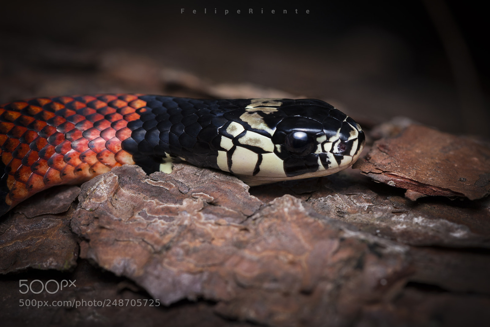 Nikon D610 sample photo. Erythrolamprus aesculapii photography