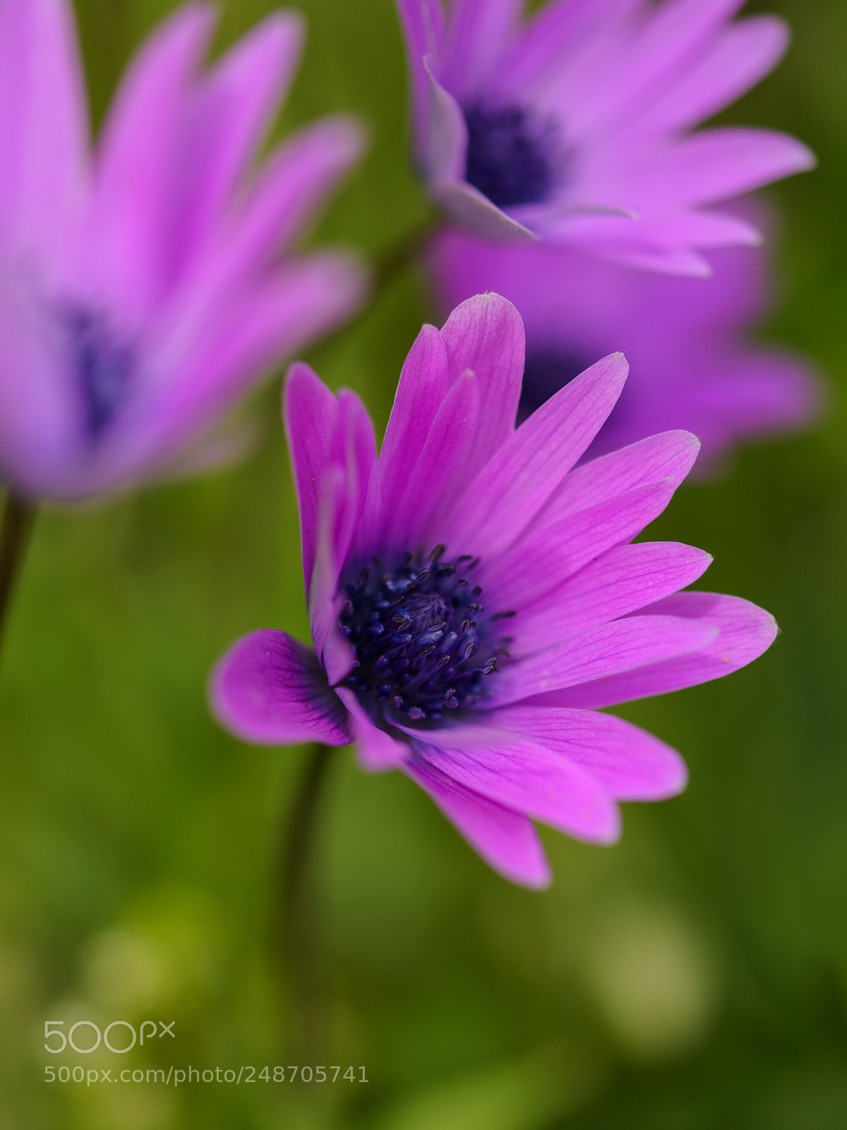 Nikon D7100 sample photo. Flower in pink photography
