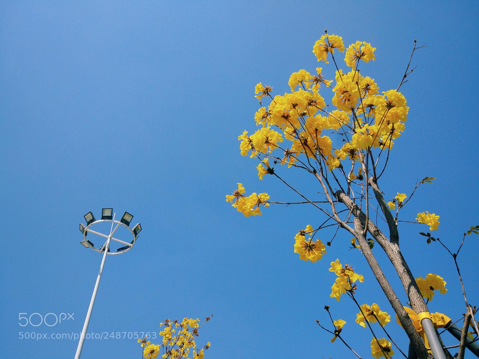 Xiaomi MI 5 sample photo. Untitled photography