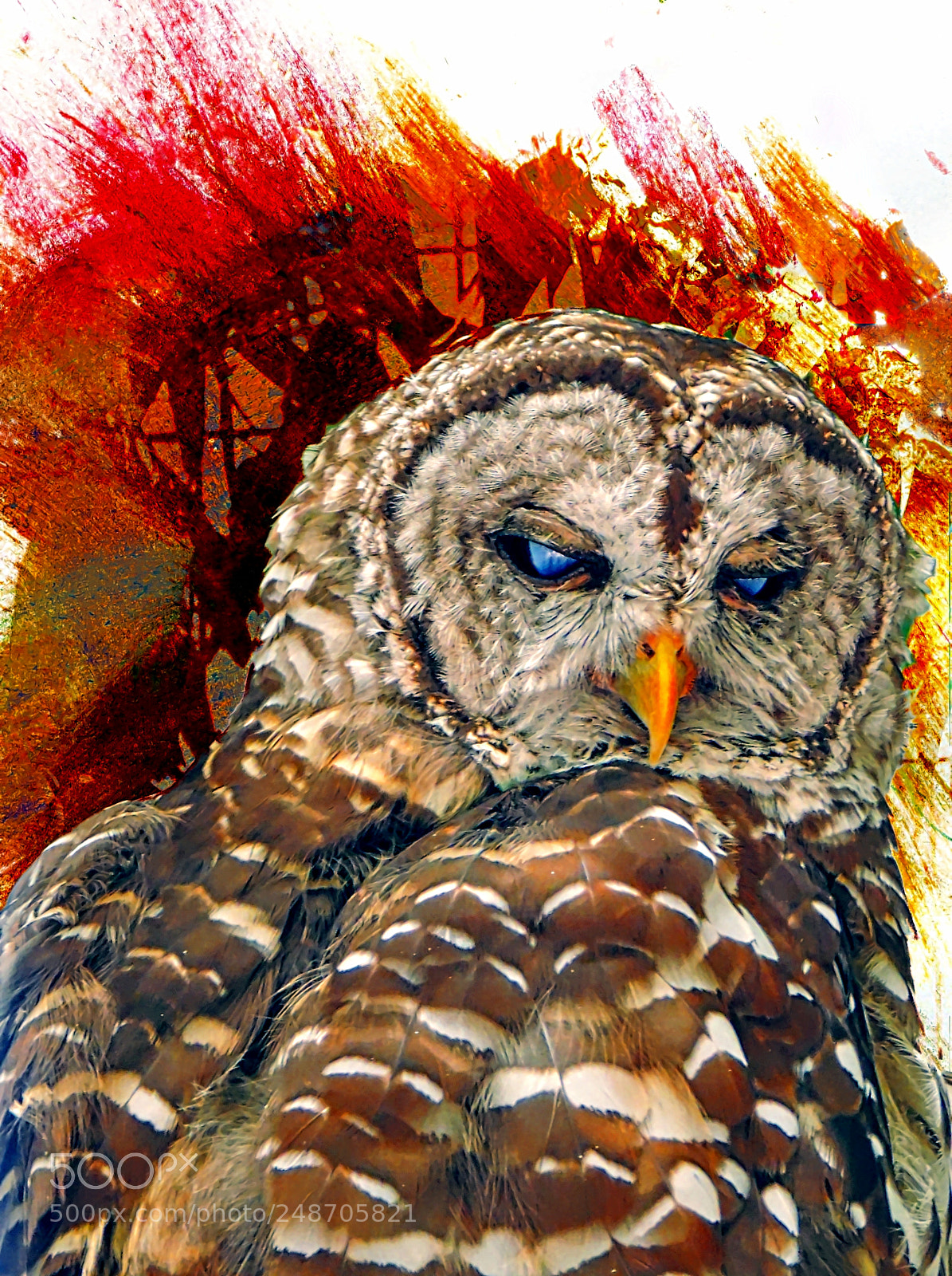 Nikon Coolpix P510 sample photo. Owl photography