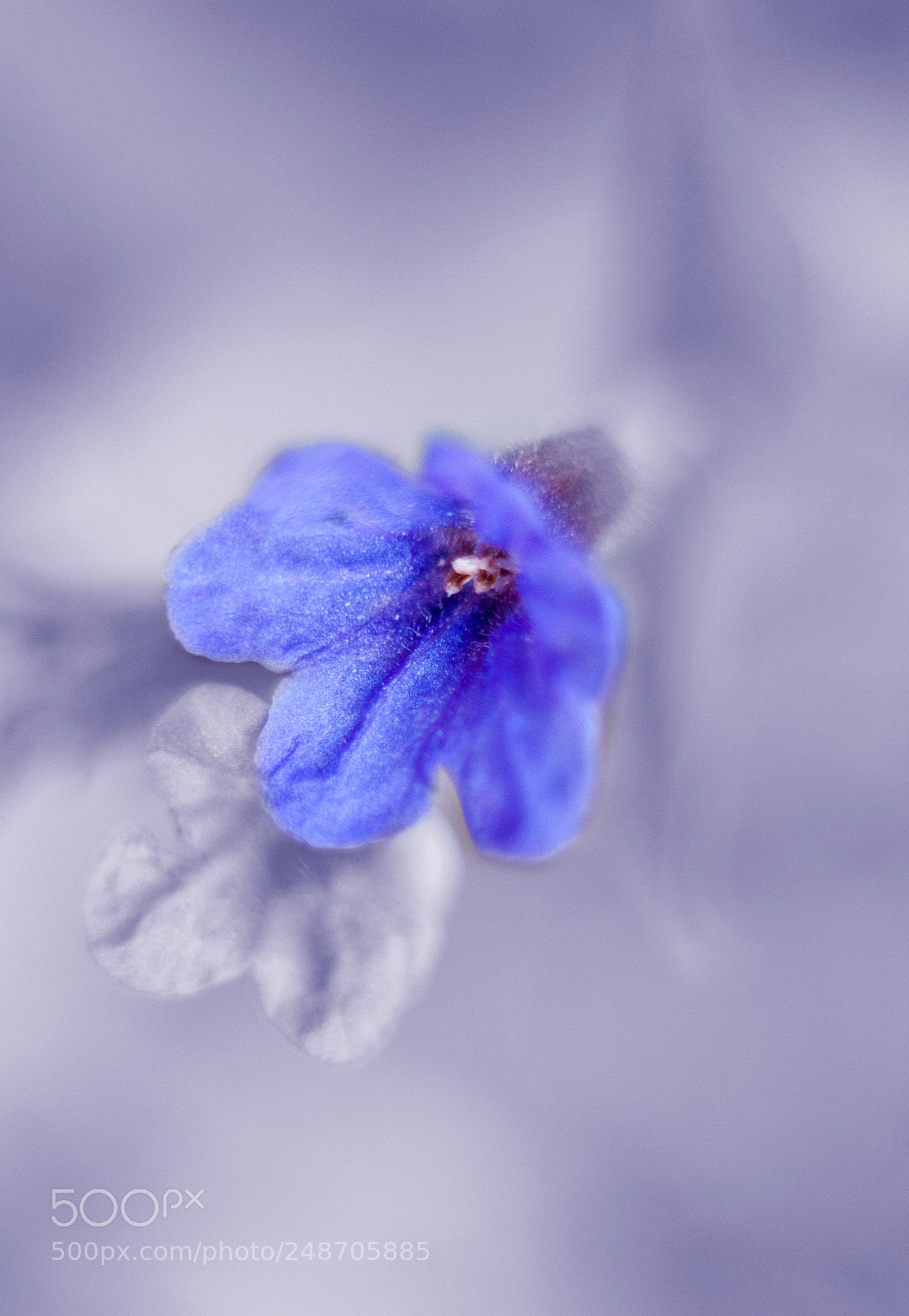 Canon EOS 40D sample photo. Purplish photography