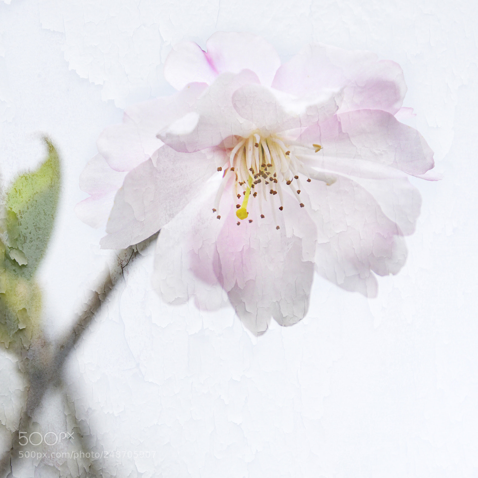 Sony a6000 sample photo. Apple blossom photography