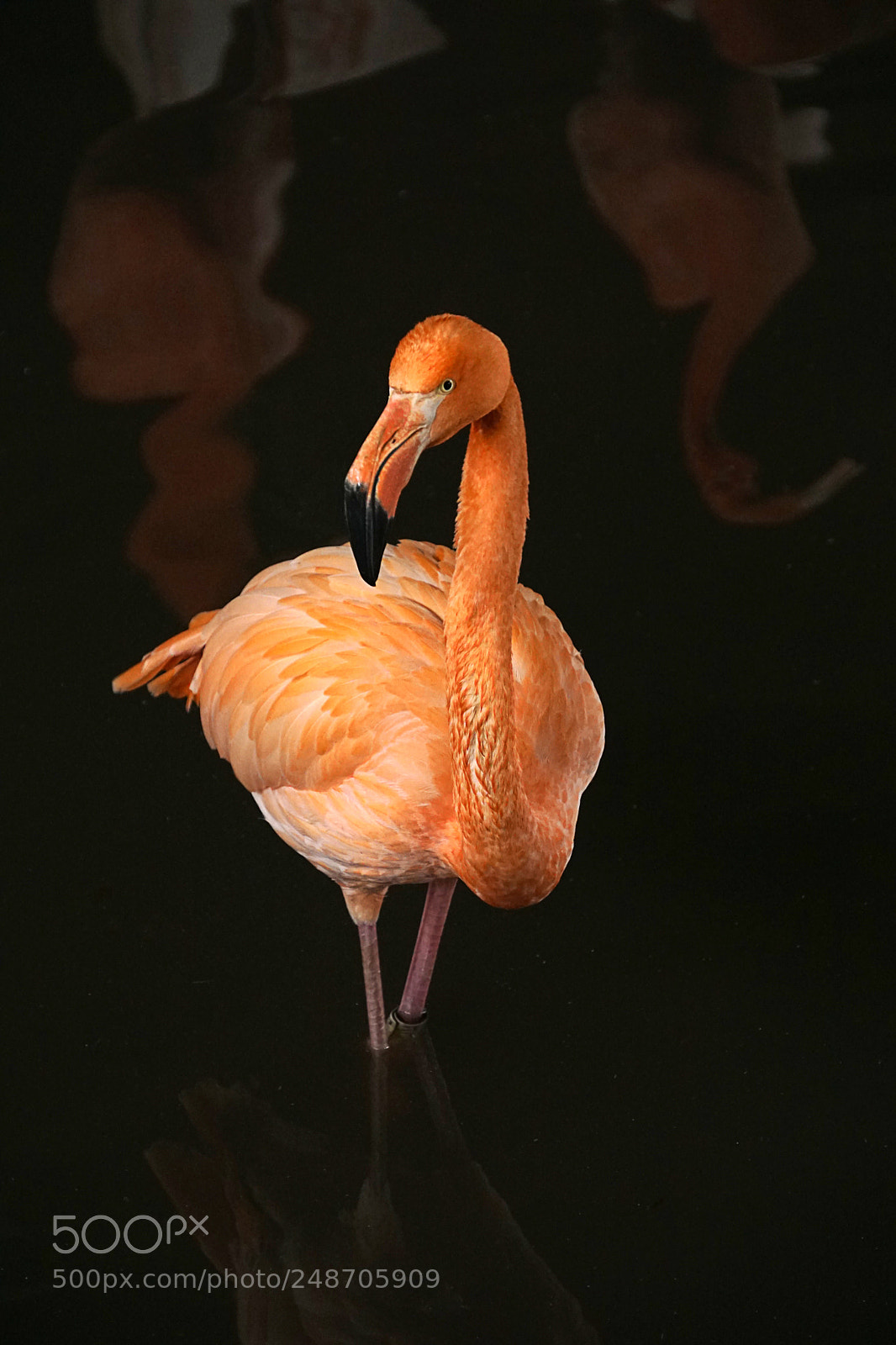 Sony a6000 sample photo. Caribbean flamingo photography