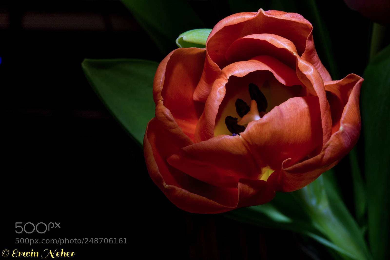 Nikon D7100 sample photo. Tulip.. photography
