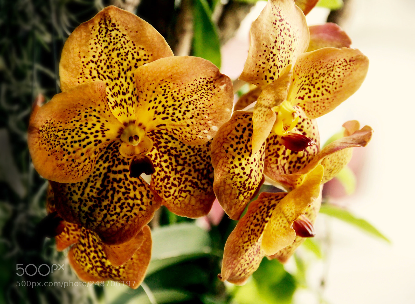 Canon EOS 600D (Rebel EOS T3i / EOS Kiss X5) sample photo. The tropical orchid photography