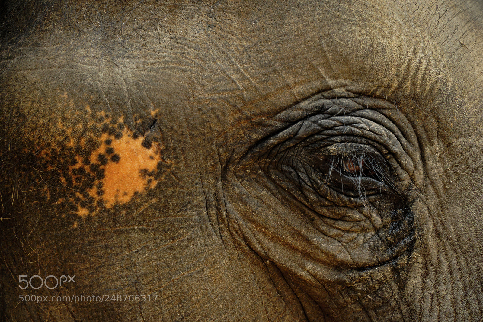 Sony a6000 sample photo. Elephant's eye photography