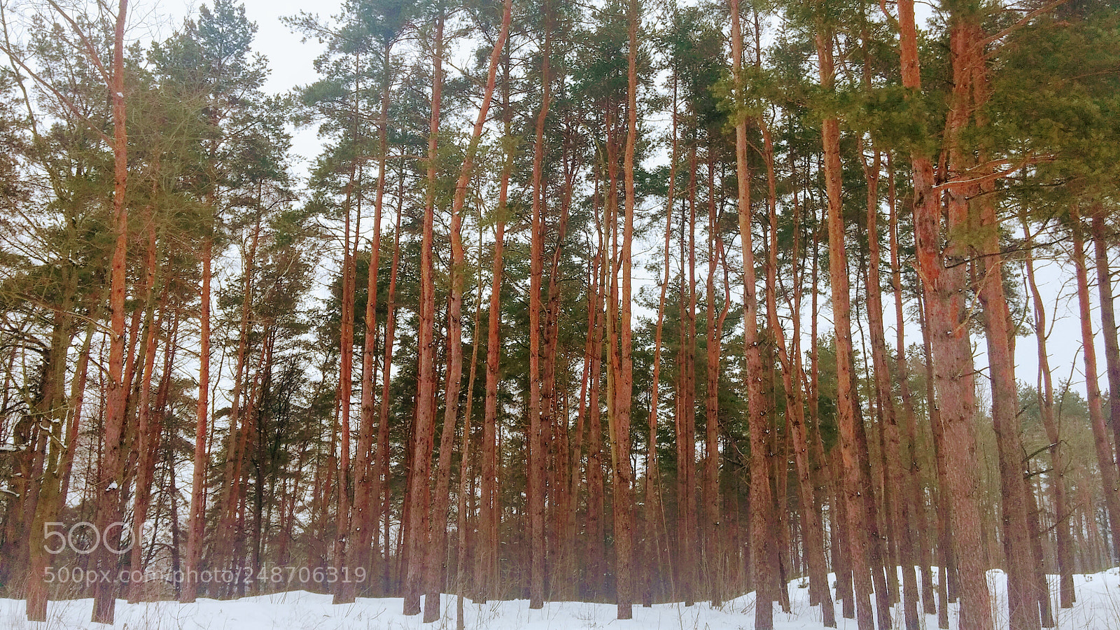 LG G3 sample photo. Woodland photography