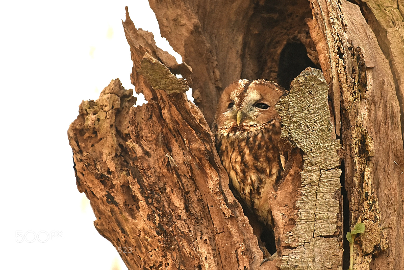 Nikon D810 sample photo. Tawny owl photography