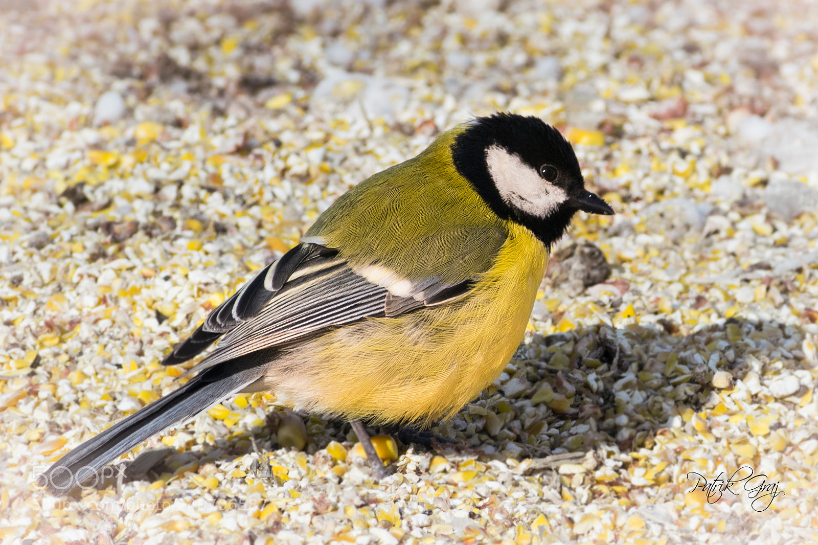 Nikon D5300 sample photo. Great tit photography