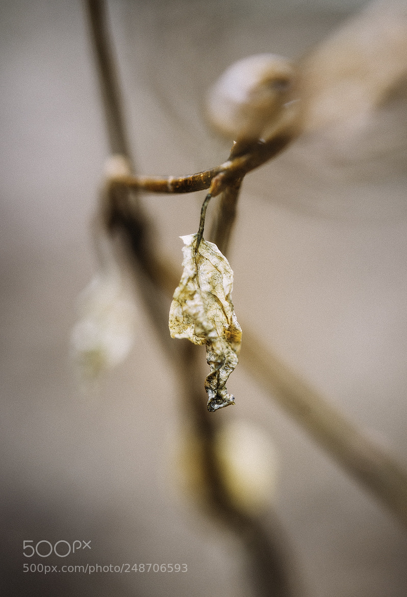 Nikon D600 sample photo. 180309 photography