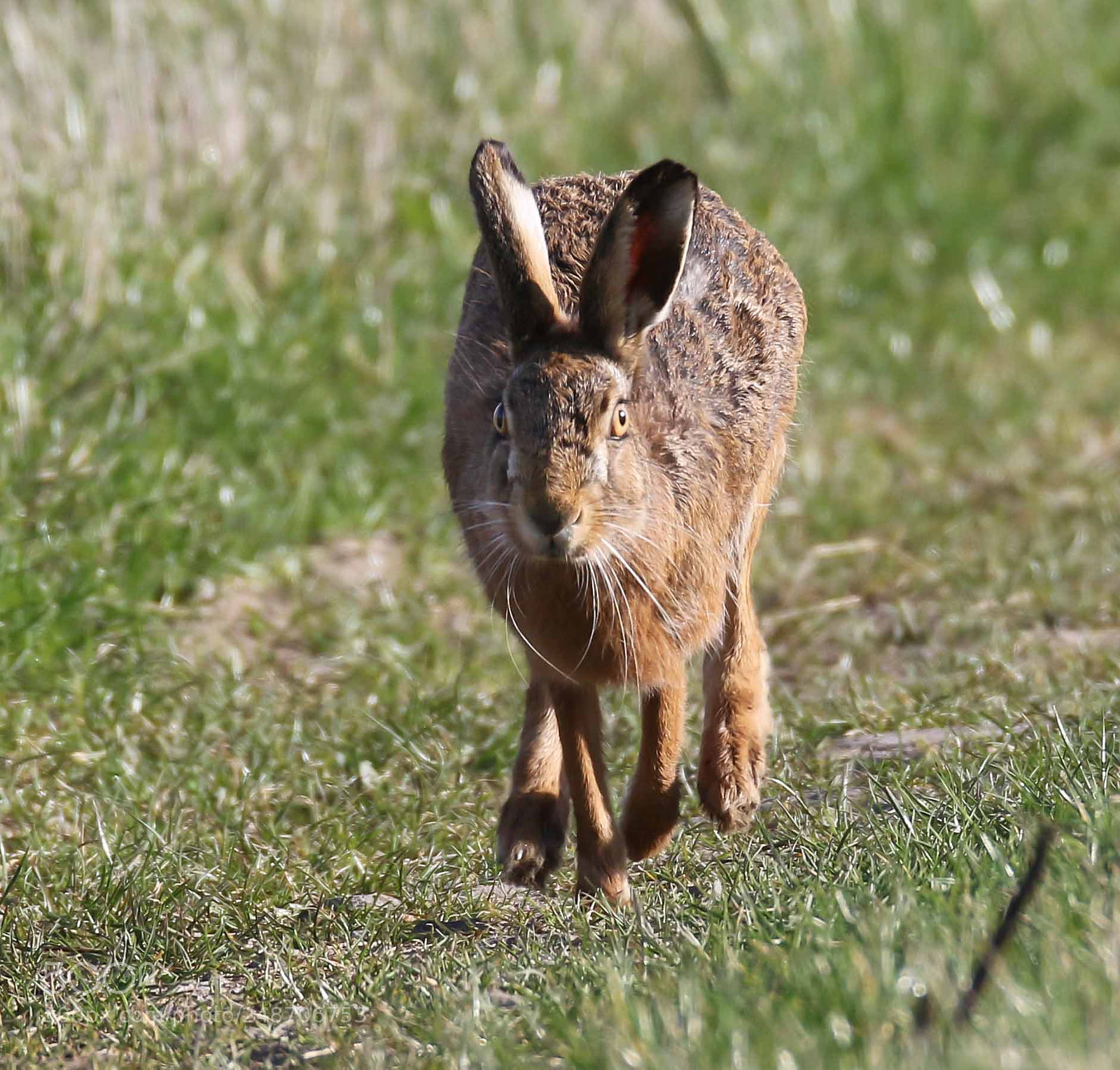 Canon EOS 7D Mark II sample photo. On the run photography